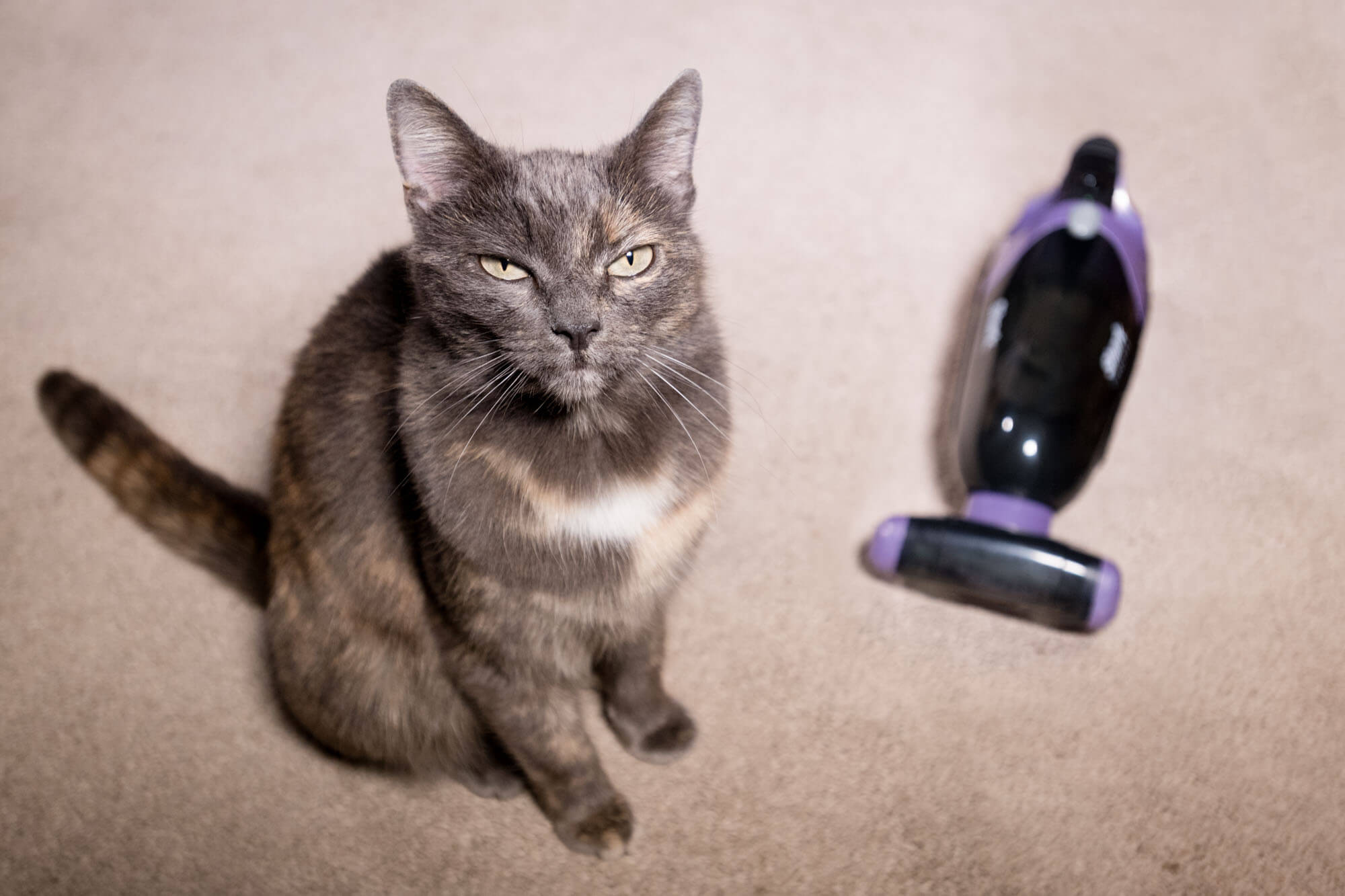 cute cat next to a handheld vacuum