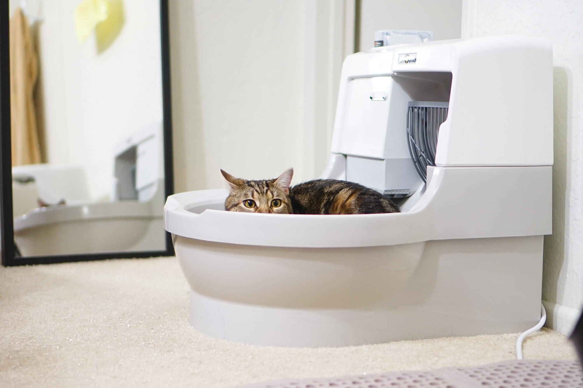 Best Self-Cleaning Litter Boxes 2023 - Tested Automatic Litter Box Review -  Forbes Vetted