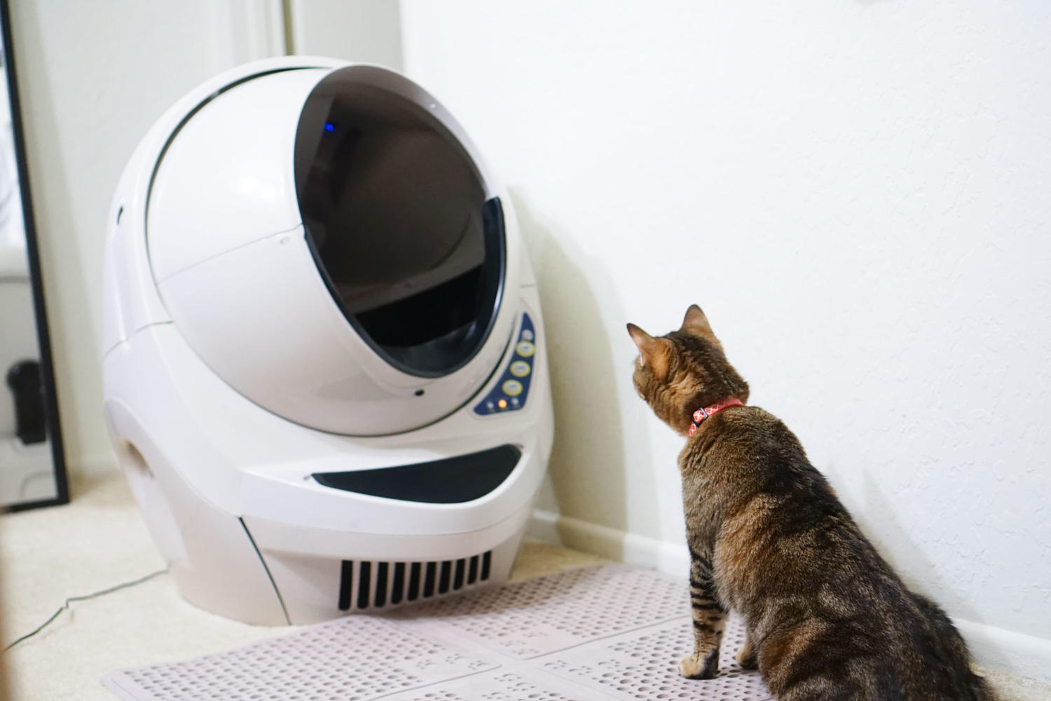 The Best Automatic Litter Boxes of 2021 - Reviews by Your Best Digs