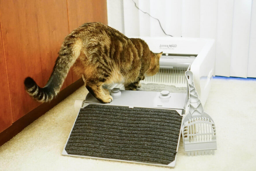 The Best Automatic Litter Boxes of 2024 Reviews by Your Best Digs