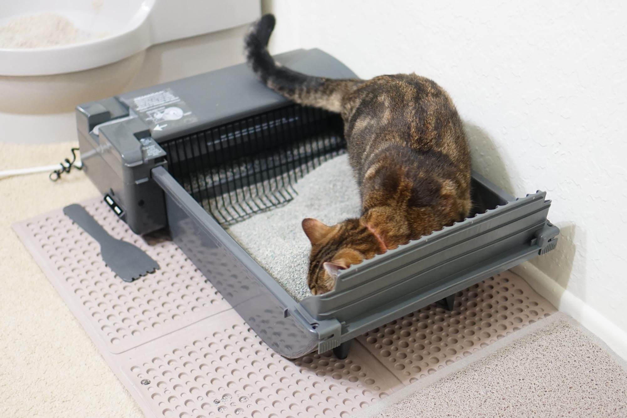 The Best Automatic Litter Boxes of 2023 - Reviews by Your Best Digs