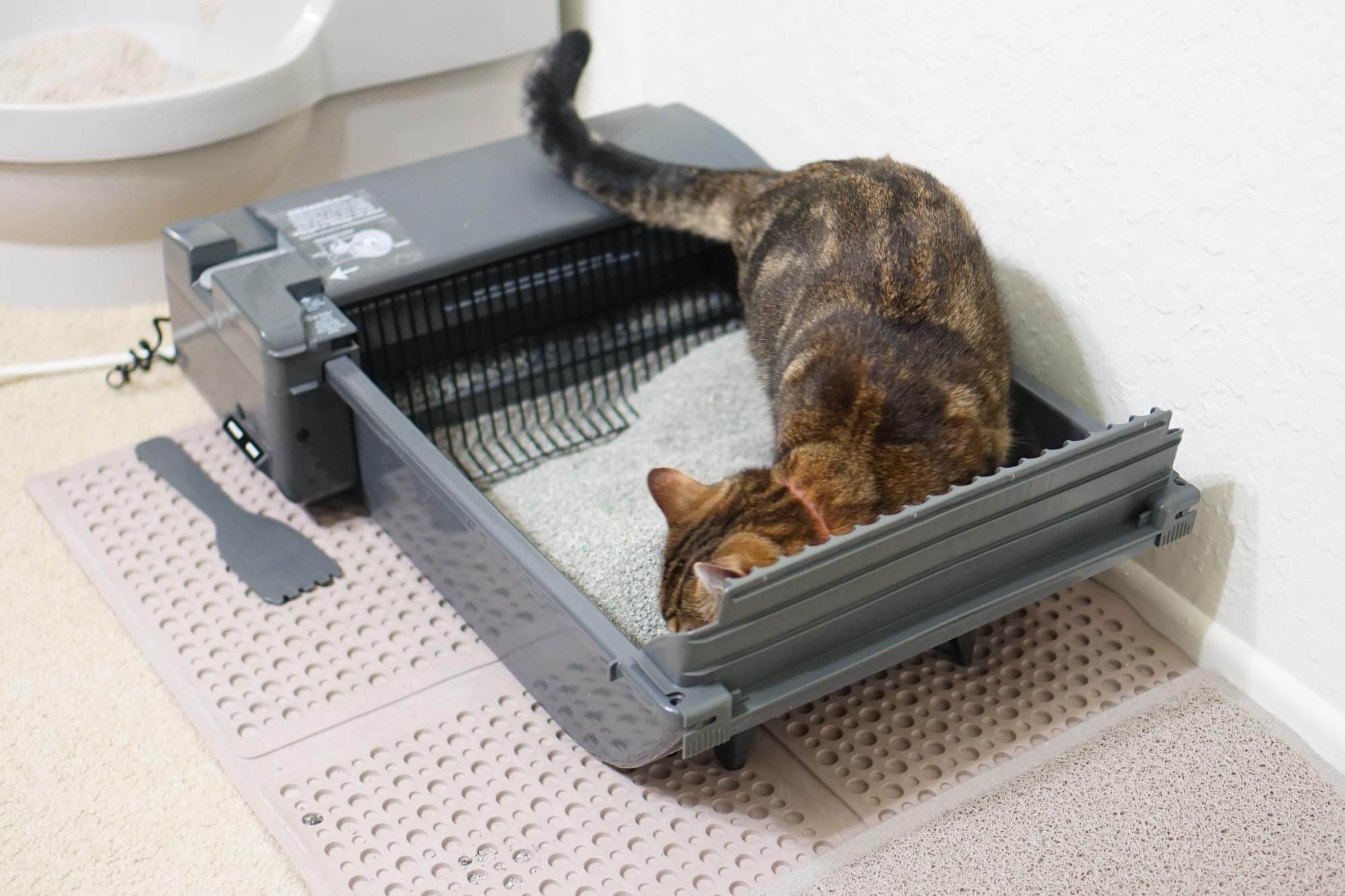 auto cat litter box