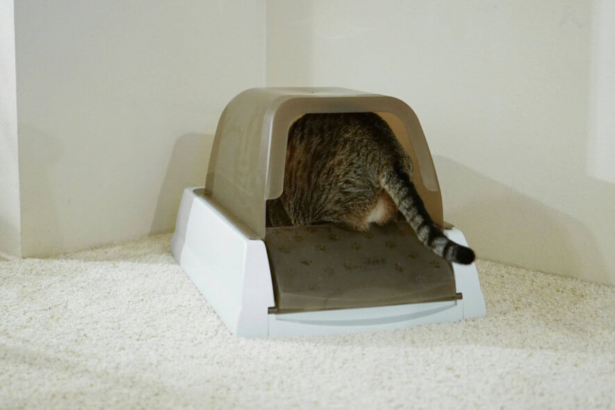 The Best Automatic Litter Boxes of 2024 Reviews by Your Best Digs