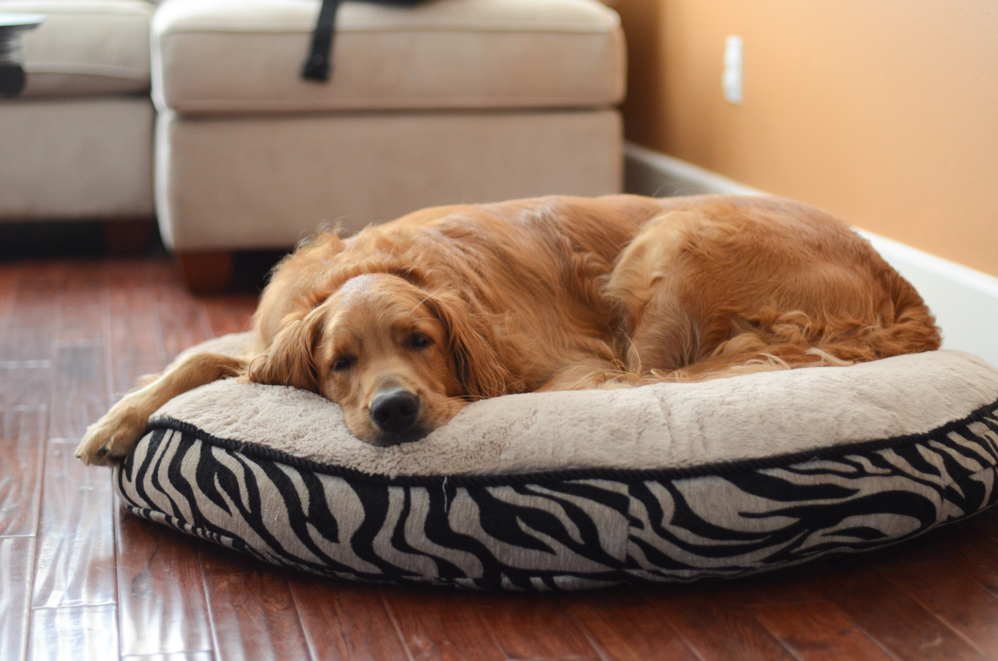 Golden retriever lying on dog bed