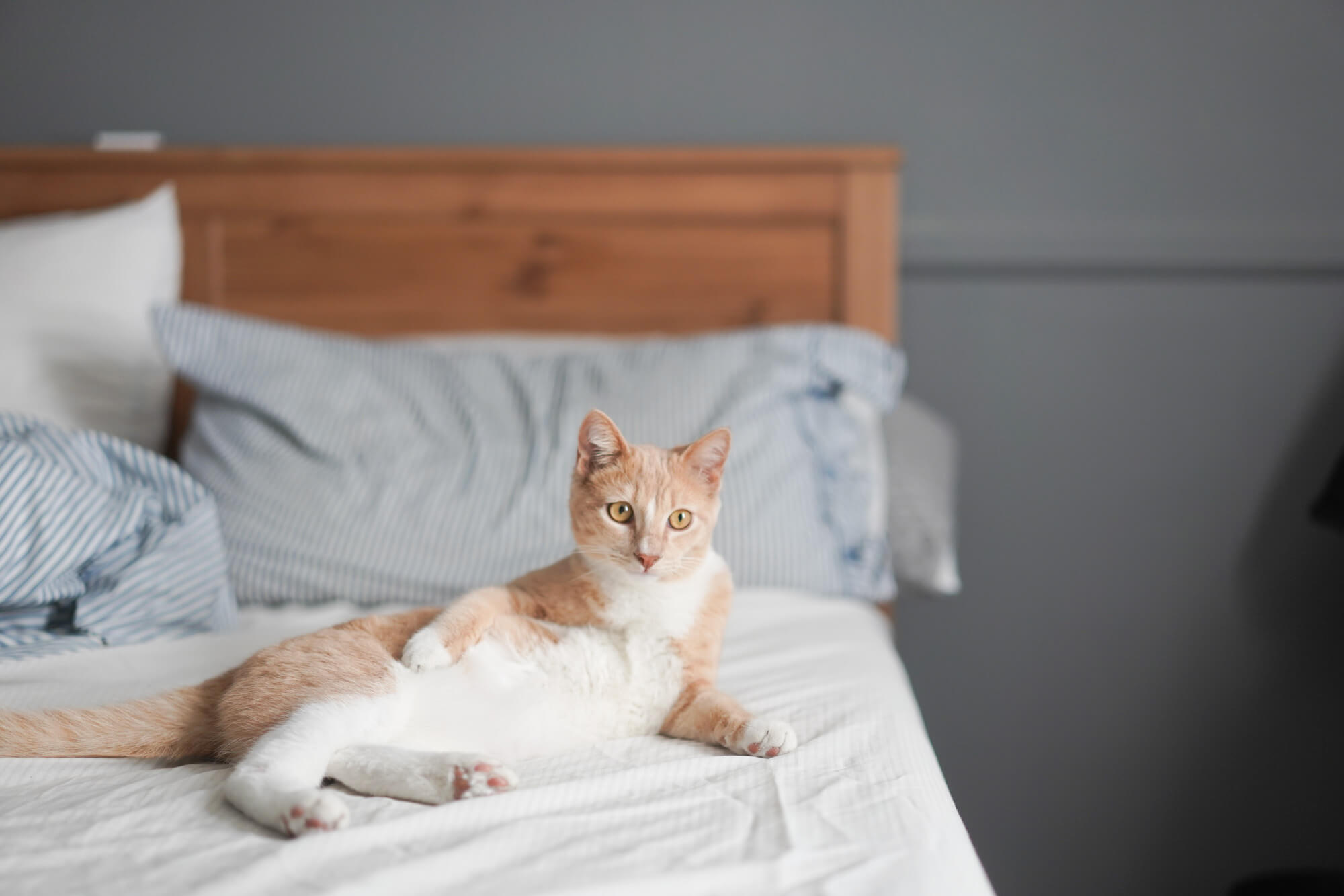 Orange and white cat lying on bed