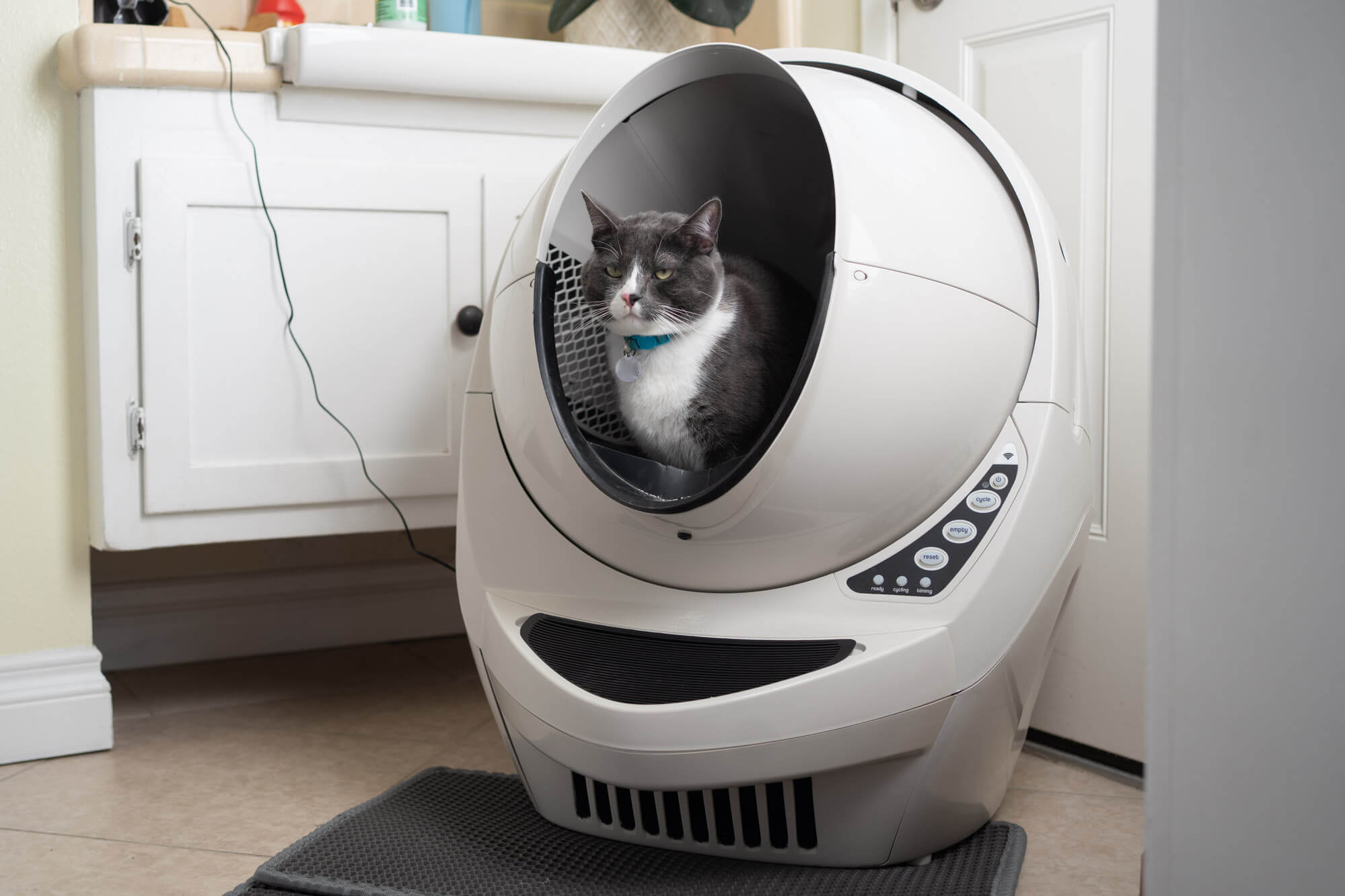 Litter-Robot 3 Review (Testing Automatic Litter Box)