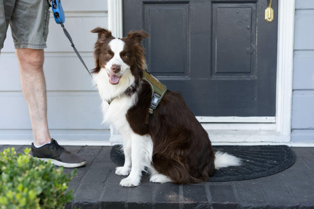 The 7 Best NoPull Dog Harnesses of 2024 Reviews by Your Best Digs