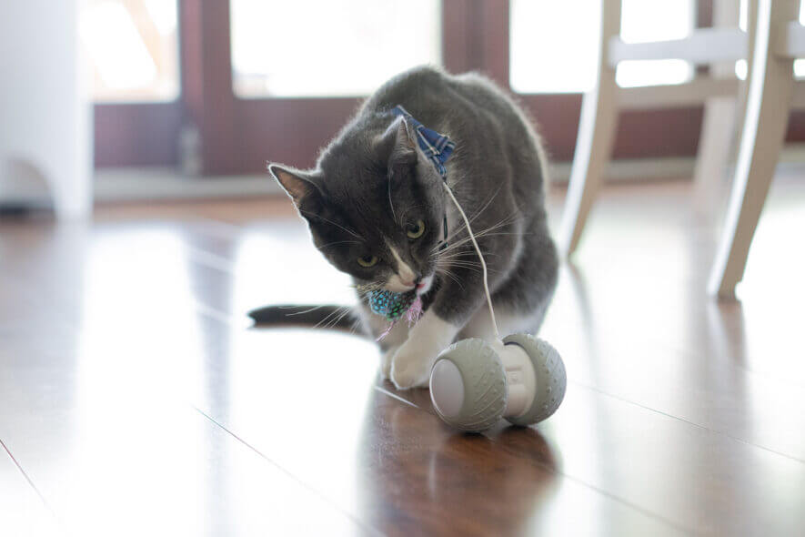Bentopal - interactive cat toy