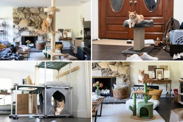the best cat trees