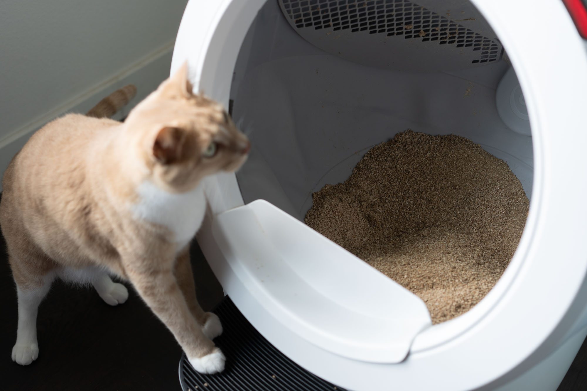 cat inspecting Litter Robot 4