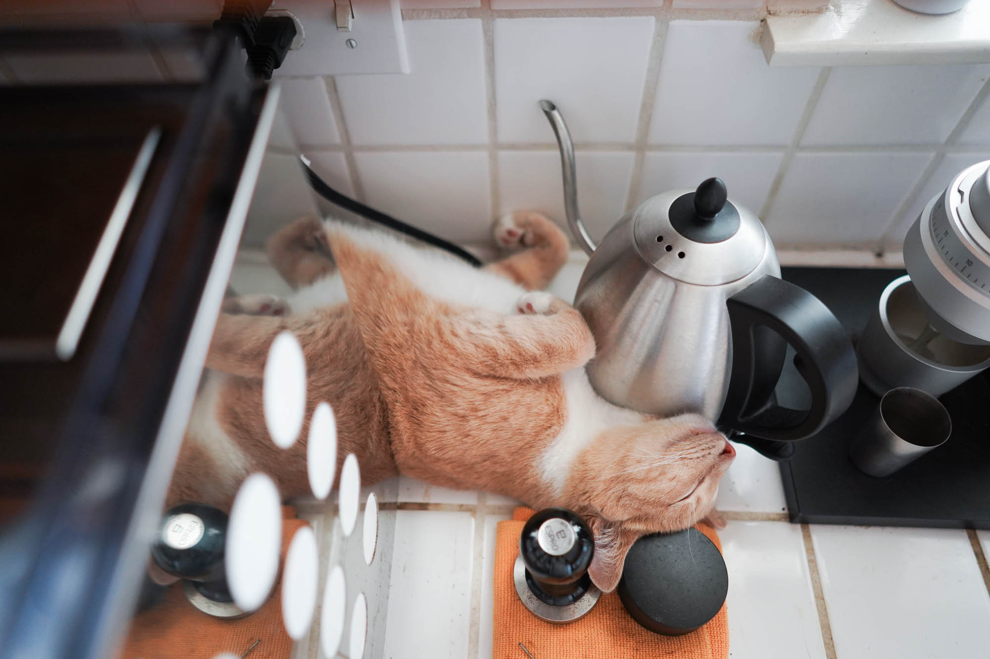 Gob the cat sleeping next to coffee equipment