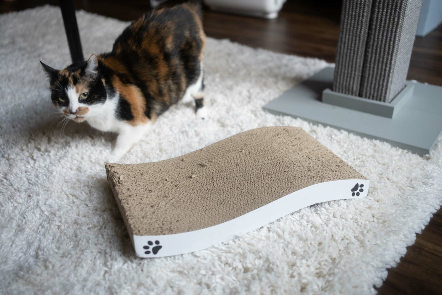 The 8 Best Cat Scratchers 2024 Reviews by Your Best Digs