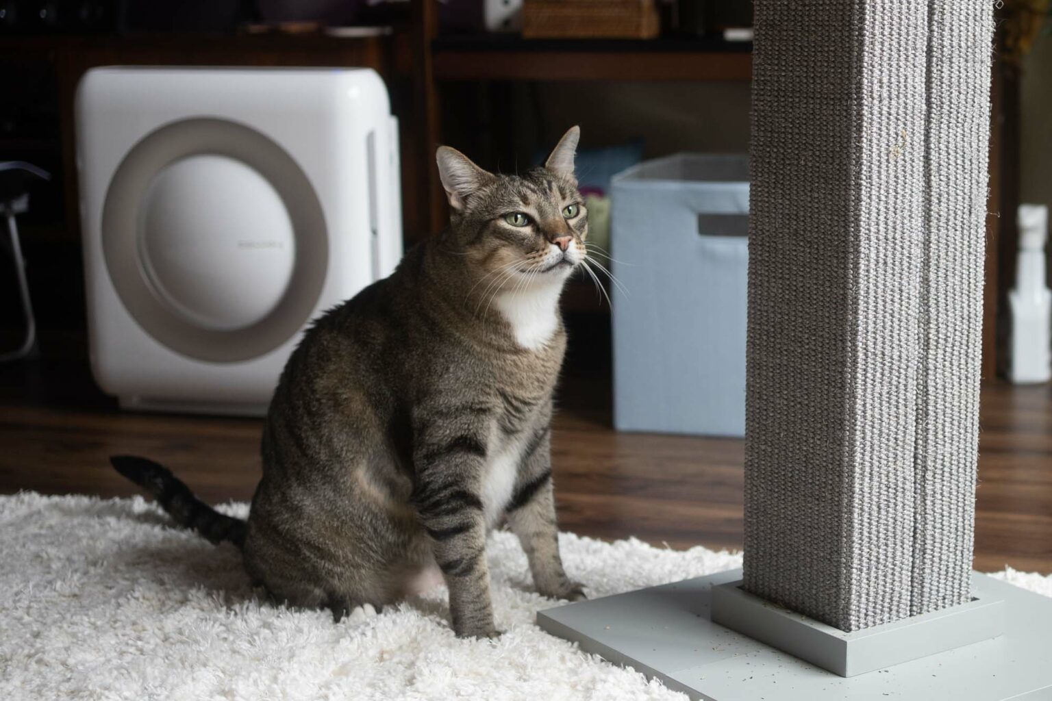 The 8 Best Cat Scratchers 2024 Reviews by Your Best Digs