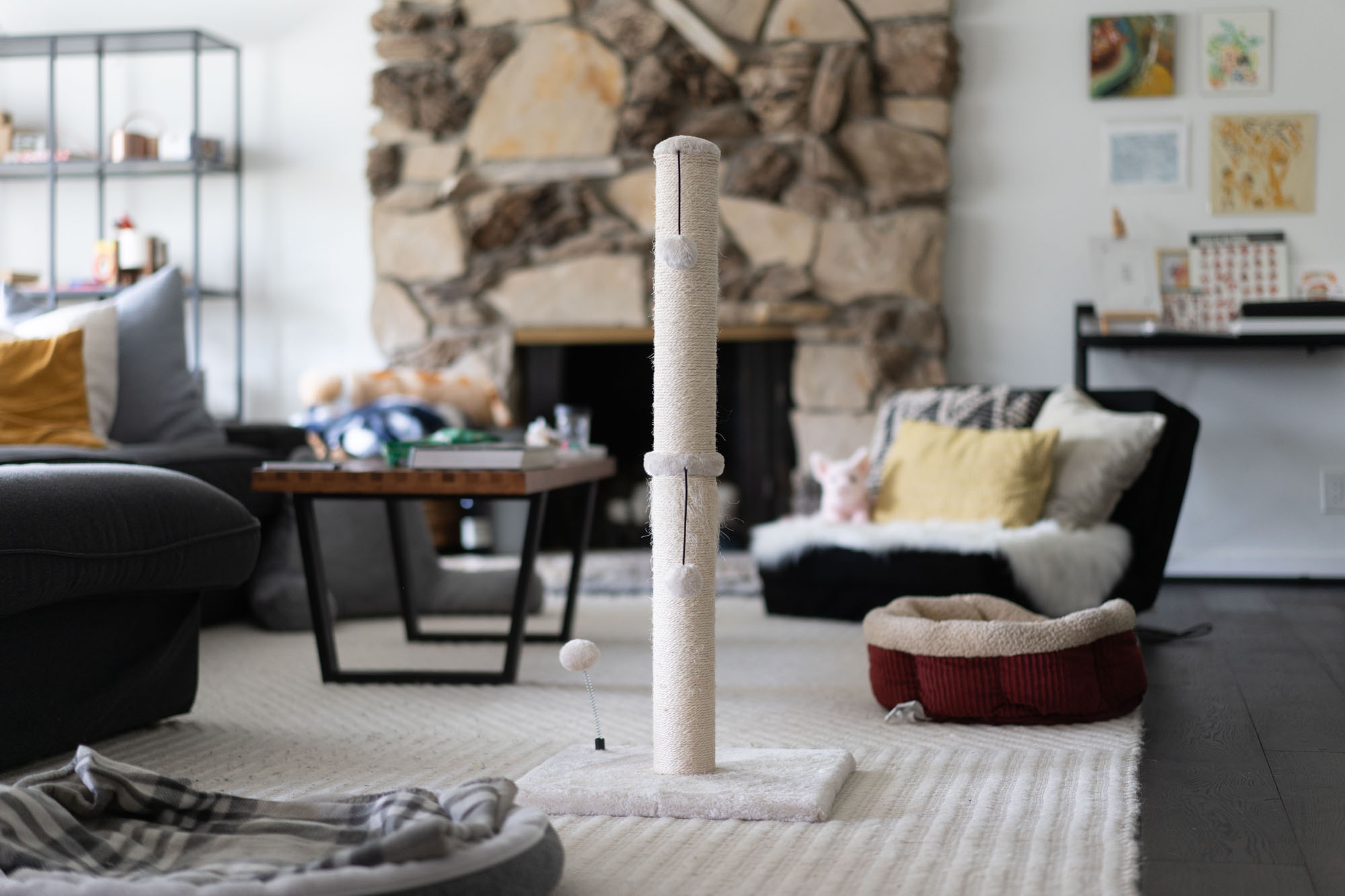 The 8 Best Cat Scratchers 2024 Reviews by Your Best Digs